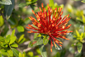 A bunch of red Jungle geranium flower buds in the garden. Its scientific name is Ixora coccinea. Locally in Bangladesh, it is called Rongon Flower in Bangladesh.