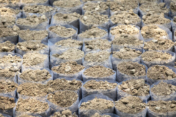 Soil-filled polybags containing plant seeds in the nursery