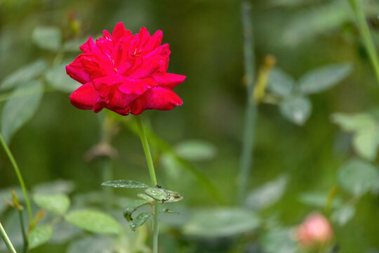 Beautiful red rose blooming in the garden. The scientific name for a rose is Rosa rubiginosa. In the Bengali language, it is called Golap. 