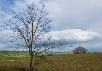 scenic and melancholic image of a bare tree in nature