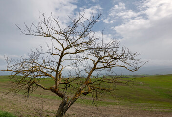 scenic and melancholic image of a bare tree in nature
