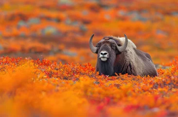 Papier Peint photo Parc national du Cap Le Grand, Australie occidentale A musk ox surrounded by vibrant autumn colors of orange and red on the tundra ground nearby the coastal Boltzree National Park