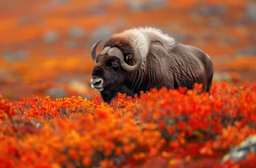 Papier Peint Lavable Parc national du Cap Le Grand, Australie occidentale A musk ox surrounded by vibrant autumn colors of orange and red on the tundra ground nearby the coastal Boltzree National Park