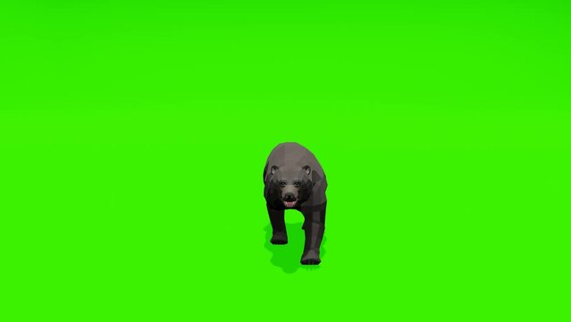 Dynamic loop: Captivating footage of a running gray bear against a chroma key green screen backdrop, offering dynamic visuals for your projects.