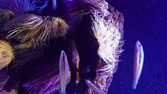 Rainbow wrasses and sea anemones. Aquarium with plants and tropical colorful fishes