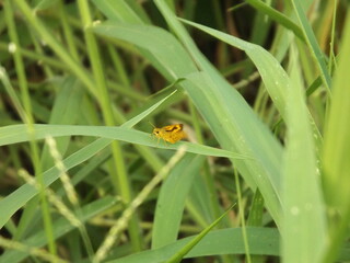 A small yellow insect sat on the green grass.