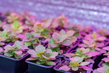 Growing flower seedlings indoors under full spectrum LED lighting. Plants are standing on shelves. 