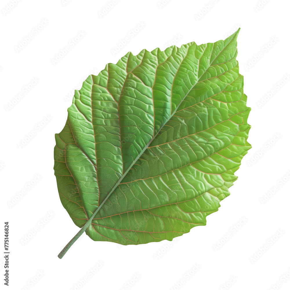 Poster a close up of a leaf with a transparent background