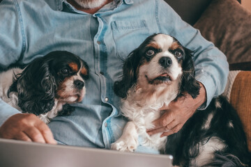 Senior man using laptop sitting on sofa with his two cavalier king charles dogs. Elderly male surfs...
