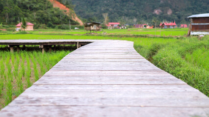 wooden bridge over  rice field, for placing products or human subjects