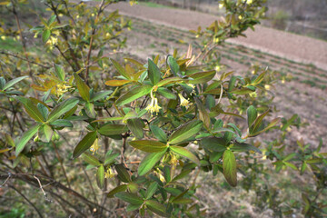 haskap berry flowers in the spring