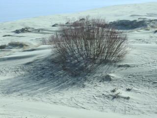 landscape with sand and shrub