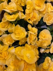 blooming flowering begonia