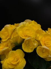 blooming flowering begonia