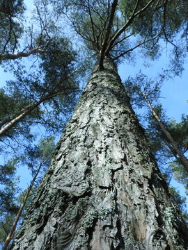 from the bottom of the pine
