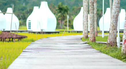 wooden bridge on the edge of rice fields, for placing products or human subjects, white hut...