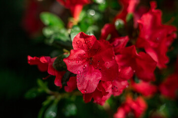 Close up flowers growing in greenhouse