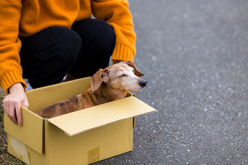 Woman abandon dog in the paper box at park - 775158020