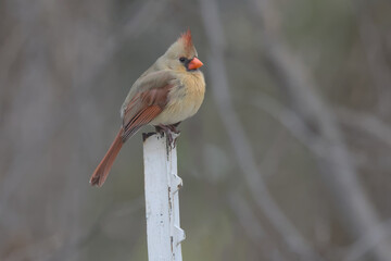 Female cardinal perched on top of a metal post