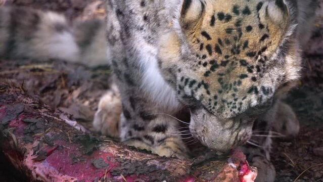Close view of a snow leopard chewing on meat on a sunny day