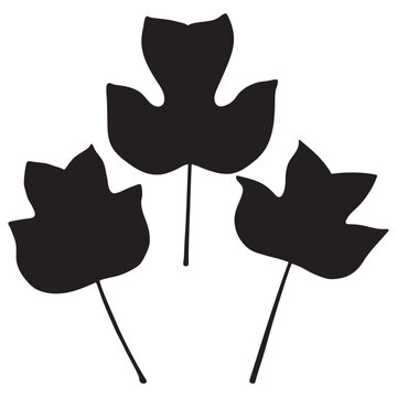 Tulip Poplar or Liriodendron Tulipifera Leaf Silhouettes