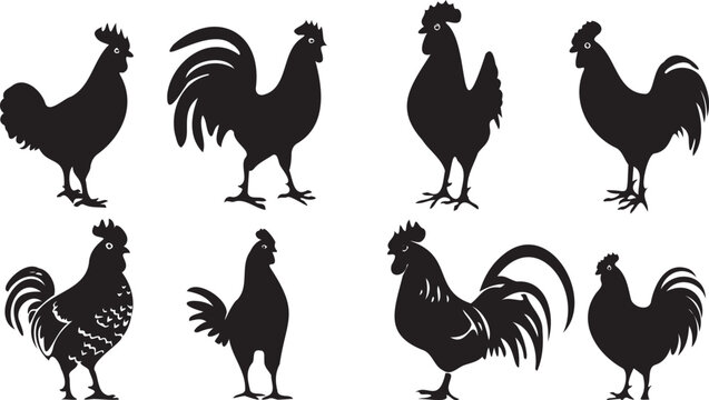 Set of Black silhouette Rooster hen on white background