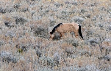 A wild horse grazes in a field of sagebrush at Hidden Valley Regional Park near Reno, Nevada.
