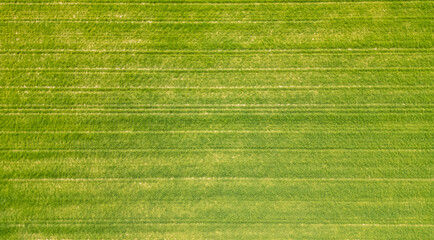 Green farmland from a bird's eye view in sunny rays and windy weather
