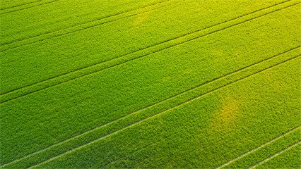 Green farmland from a bird's eye view in sunny rays and windy weather