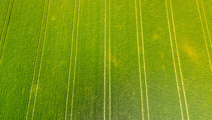 Green farmland from a bird's eye view in sunny rays and windy weather