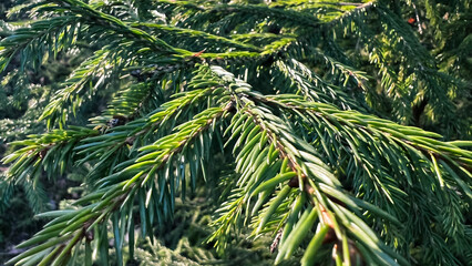 Macro green needles of pine tree in forest. Close-up fir tree branch outdoors. Wallpaper with...