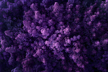 Stunning Lavender Field Illuminated by Twilight Hues - obrazy, fototapety, plakaty