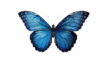 
Butterfly with bright blue wings