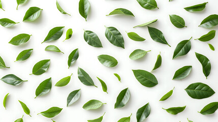 Fresh Green Leaves Scattered on a White Background - obrazy, fototapety, plakaty