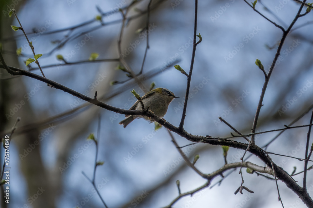 Canvas Prints the common firecrest regulus ignicapilla perched in a tree with sky in the background