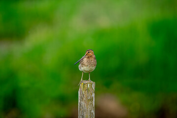 Latham's snipe on tree stump in green fields, Iceland