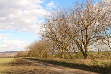 A dirt road with trees on either side of it