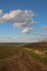 Fototapeta na wymiar A dirt road with a field and trees on the side