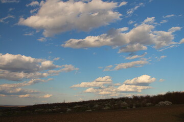 A field with trees and blue sky