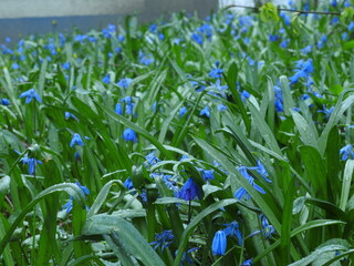 blue spring flowers in the grass