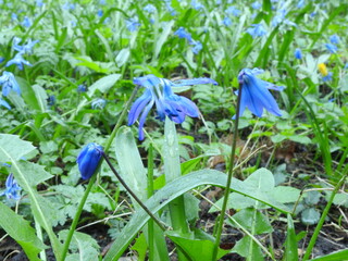 blue scillas flowers - obrazy, fototapety, plakaty