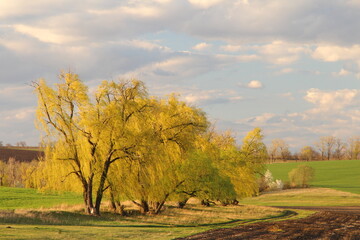 Obraz premium A tree in a field