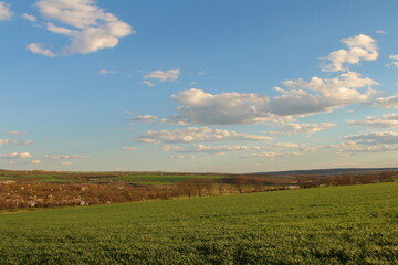 Obraz premium A field of grass