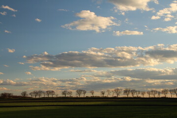 Naklejka na ściany i meble A field with trees and blue sky