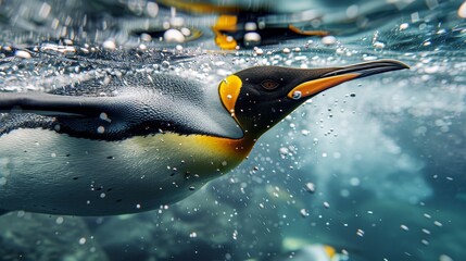 King penguin diving with detailed feathers and bubbles in vivid southern ocean underwater scene - obrazy, fototapety, plakaty