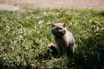 The image is of a cat standing in a field of plants 6836.