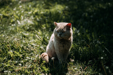 The image shows a cat sitting in the grass under the sun 6837.