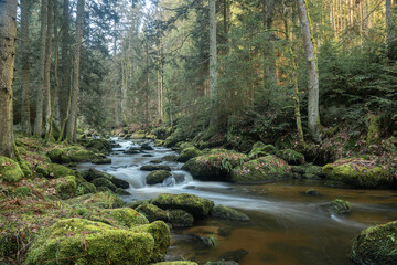 Der Fluss Kamp schlängelt sich durch das Waldviertel, bewachsene Steine liegen im Fluss, die Sonne scheint durch die Bäume