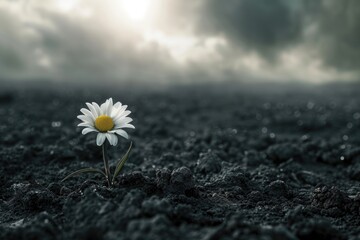 Hyper-realistic depiction of a lone daisy pushing through dark, murky soil under a shadowy sky