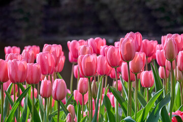 Tulip Pink Impression with backlight, beautiful pink petals
